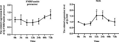 Inhibitory Effect of FMRFamide on NO Production During Immune Defense in Sepiella japonica